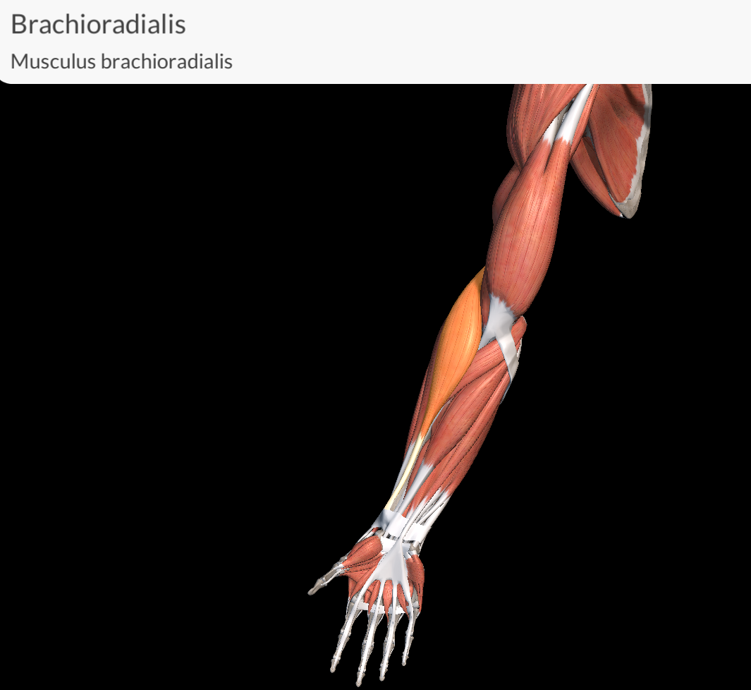 <p>Brachioradialis muscle</p>