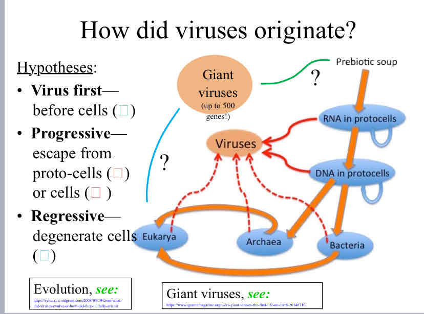 <p>How did viruses originate </p>