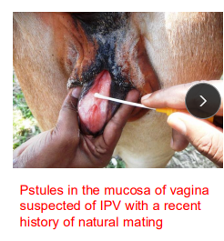 <p>Infectious Pustular Vulvovaginitiss (IPV) in <span style="color: rgb(115, 90, 90)">ruminants</span></p>