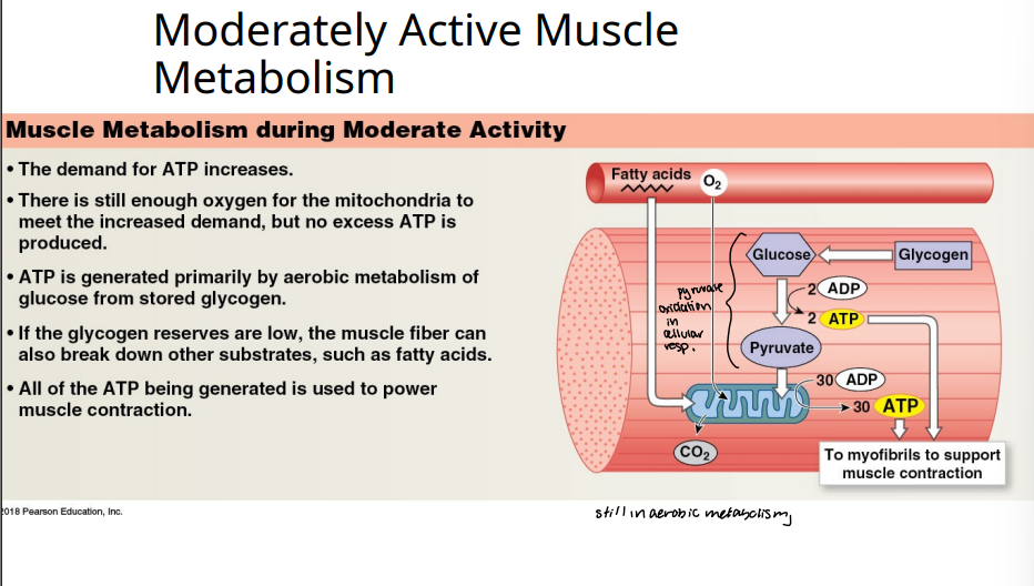 <p>What is muscle metabolism like during moderate activity?</p>