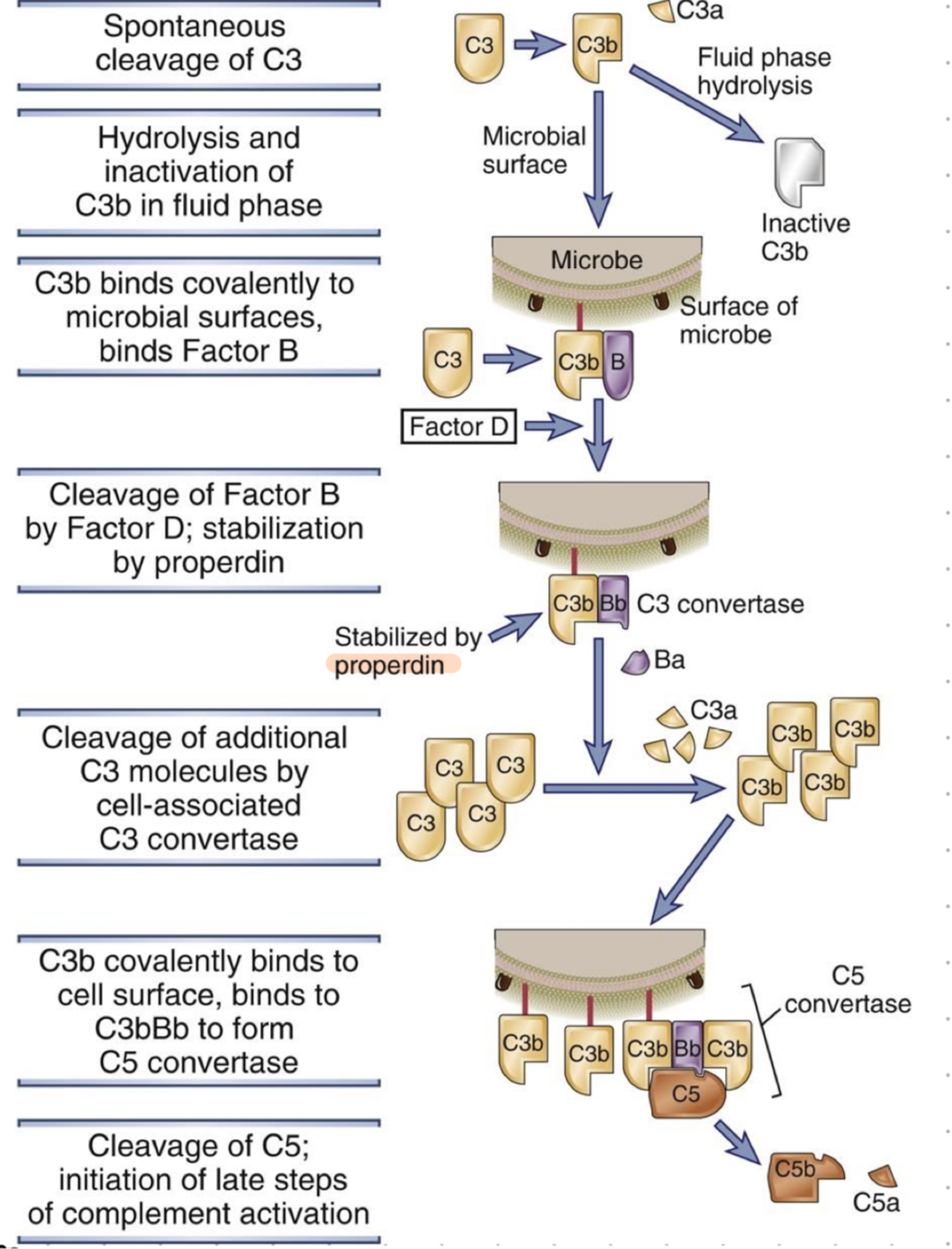 <ol><li><p>spontaneous cleave of C3 (in blood)</p></li><li><p>inactivation of C3b OR binding to microbial surface </p></li><li><p>factor B binds, creates C3bB complex on microbe surface</p></li><li><p>cleavage of factor B by factor D, stabilisation by properdin</p></li><li><p>CrbBb (aka C3 convertase) cleaves additional C3 molecules (aka opsonisation)</p></li><li><p>C3b binds covalently to cell surface, binds also to C3bBb to form C5 convertase </p></li><li><p>cleavage of C5 → late steps of activation </p></li></ol>