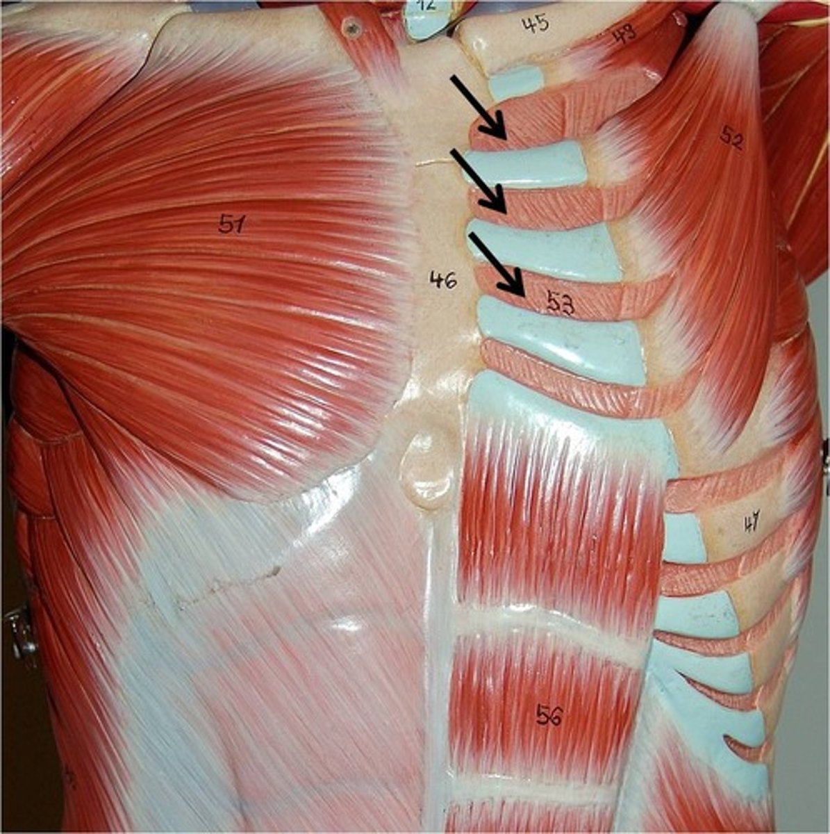 <p>a muscle that depresses the ribs during forced expiration</p>