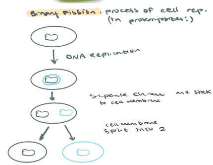 <p>the process of asexual reproduction</p><p></p><ol><li><p>DNA replication</p></li><li><p>Separate chromosomes</p></li><li><p>Move to opposite side of cell and stick to membrane</p></li><li><p>Cell membrane split into two</p></li></ol>
