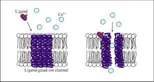 <p></p><p>Ligand-gated channel receptors </p>