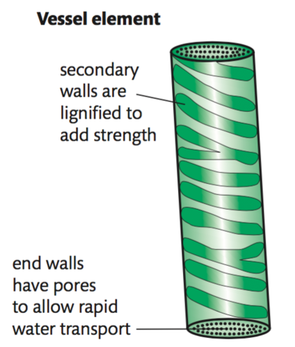 components of xylem tissue; 
dead cells with thick, lignified walls. They are attached end to end to form continuous columns and have perforations, allowing water to move freely up the plant