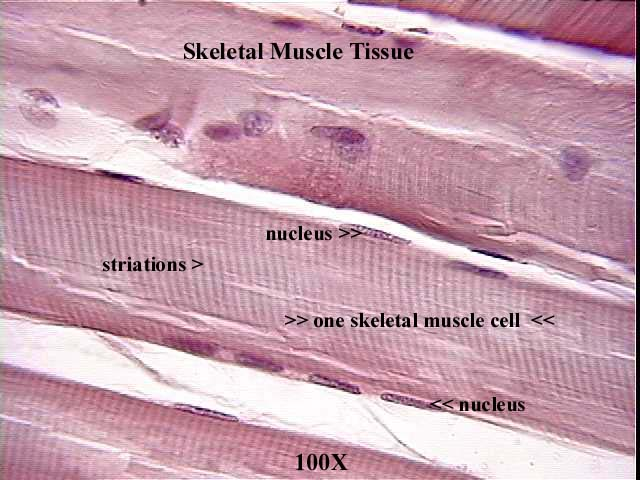 <p>muscle that is <strong>attached to the bones of the skeleton</strong> and provides the force that <strong>moves the bones</strong>; each cell</p><ul><li><p>voluntary</p></li><li><p>striated</p></li></ul><p></p>
