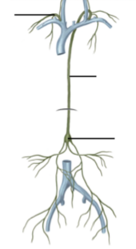 <p>Abdominal Lymphatic Drainage - Return to Venous Circulation</p>