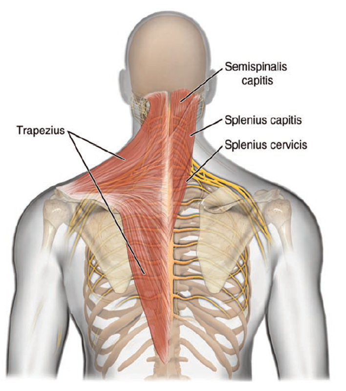 <p><strong>origin: </strong>C7-T4 spinous processes</p><p><strong>insertion:</strong> mastoid process</p><p><strong>innervation: </strong>C3, C4</p><p><strong>action: </strong>bilaterally- extend/hyperextend head and neck</p><p>unilaterally- laterally flex and rotate face to same side</p>