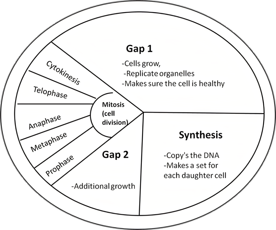 <p>Cells that have completed the S phase then enter this stage: the interphases’ last part. Cell growth and protein synthesis occur a <u>second time</u> after the S phase (synthesis) to allow the cell to rebuild its depeleted energy reserves from previous DNA replication. DNA replication in the S phase consumes a great deal of energy, so this second growth/gap stage lets the cell rebuild its reserves of energy to prepare for division, also the final stage. This takes around 4 hours to undergo. The cell also manufactures proteins and other molecules to make structures required for division of the nucleus and cell.</p>