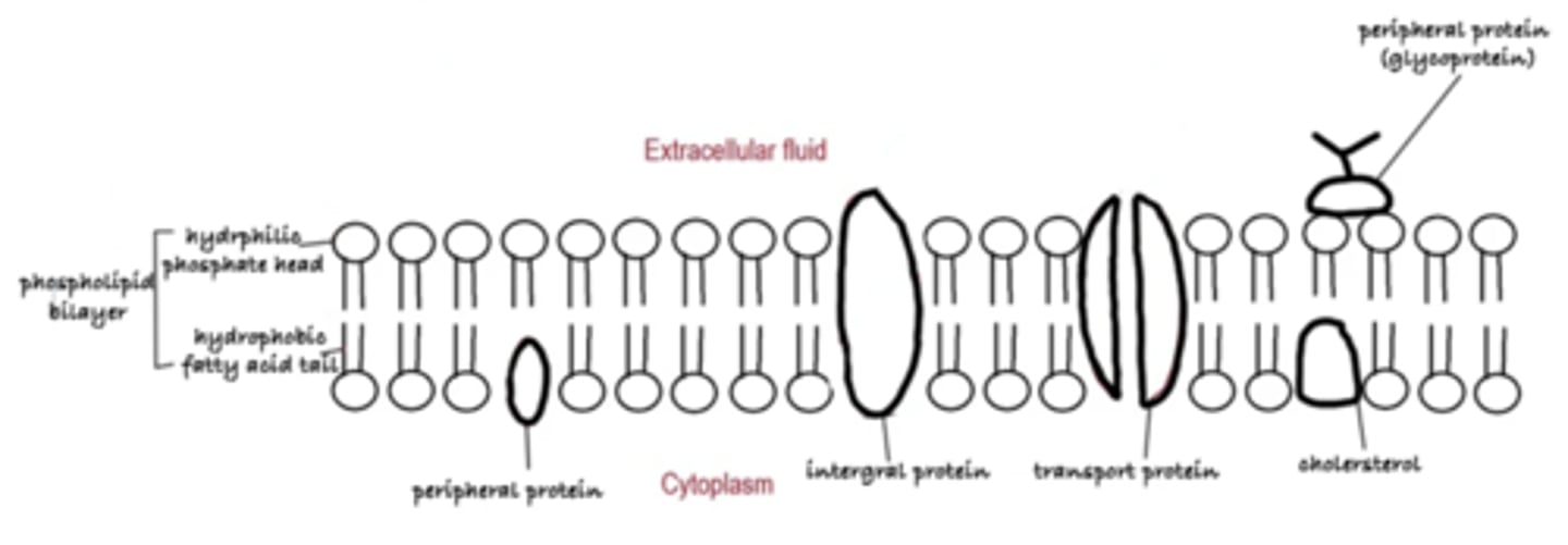 knowt flashcard image