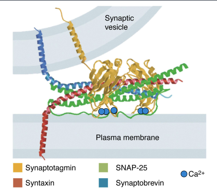 <ol><li><p>synaptotagmin binds to vesicle memrane and prevent spontaneous fusion of vesicle with plasma membrane under resting conditions</p></li><li><p>upon activation by an action potential, Ca++ entering the cell binds to synaptotagmin, causing it to change its conformation and interactions with the snare proteins to promote vesicle fusion and the release of neurotransmitter</p></li></ol><p></p>