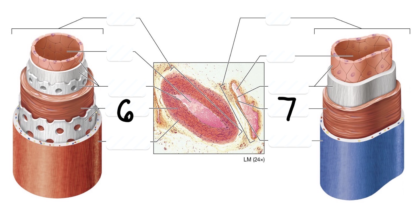 <p>7 - Thick or thin?</p>
