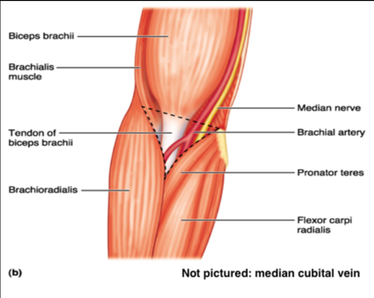 <p>- tendon of biceps brachii </p><p>- brachial artery </p><p>- median nerve </p><p>- (superficially) the median cubital vein</p>