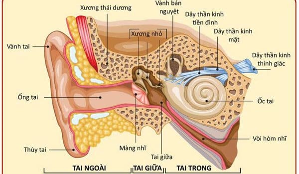 <p>ốc tai</p>