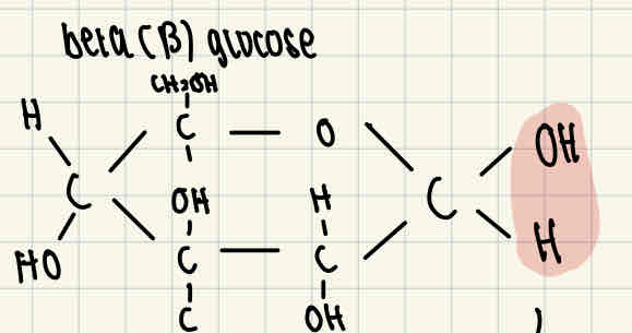 <p>The difference between alpha and beta glucose is that the H and OH right end of the molecule are reversed.</p>
