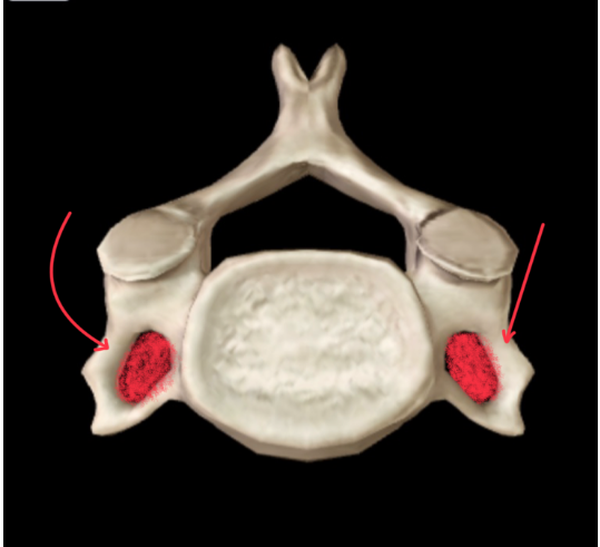 <p><strong>ONLY CERVICAL HAS THIS </strong></p>