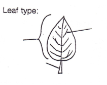 <p>Type of leaf?</p>