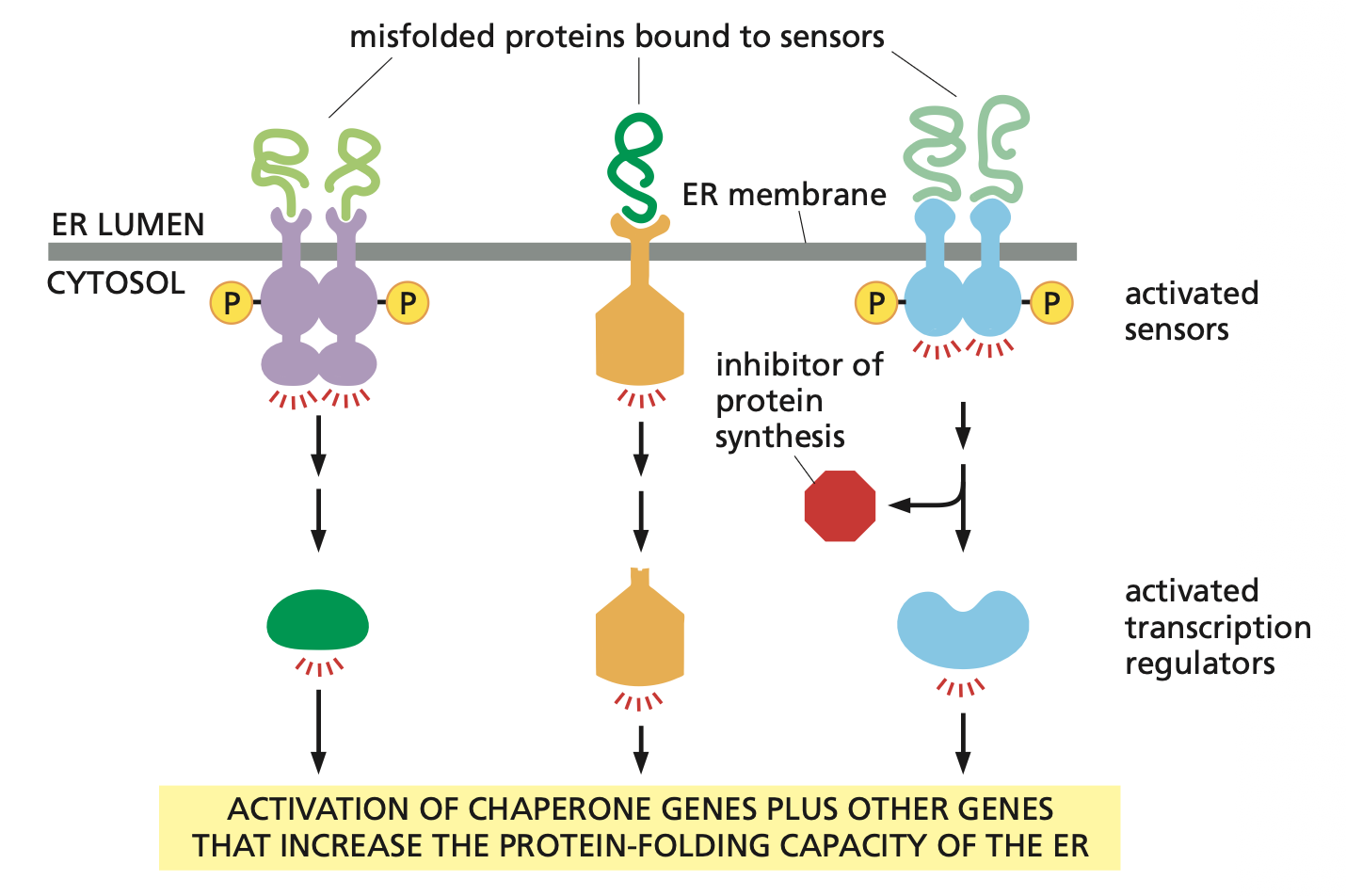 <ul><li><p>Accumulation of misfolded proteins in the ER lumen triggers an unfolded protein response (UPR).</p><ul><li><p>The misfolded proteins are recognized by several types of transmembrane sensor proteins in the ER membrane, each of which activates a different component of the UPR. Some sensors stimulate the production of transcription regulators that activate genes encoding chaperones or other proteins involved in ER quality control. Another sensor can also inhibit protein synthesis, reducing the flow of proteins through the ER</p></li></ul></li></ul><p></p>