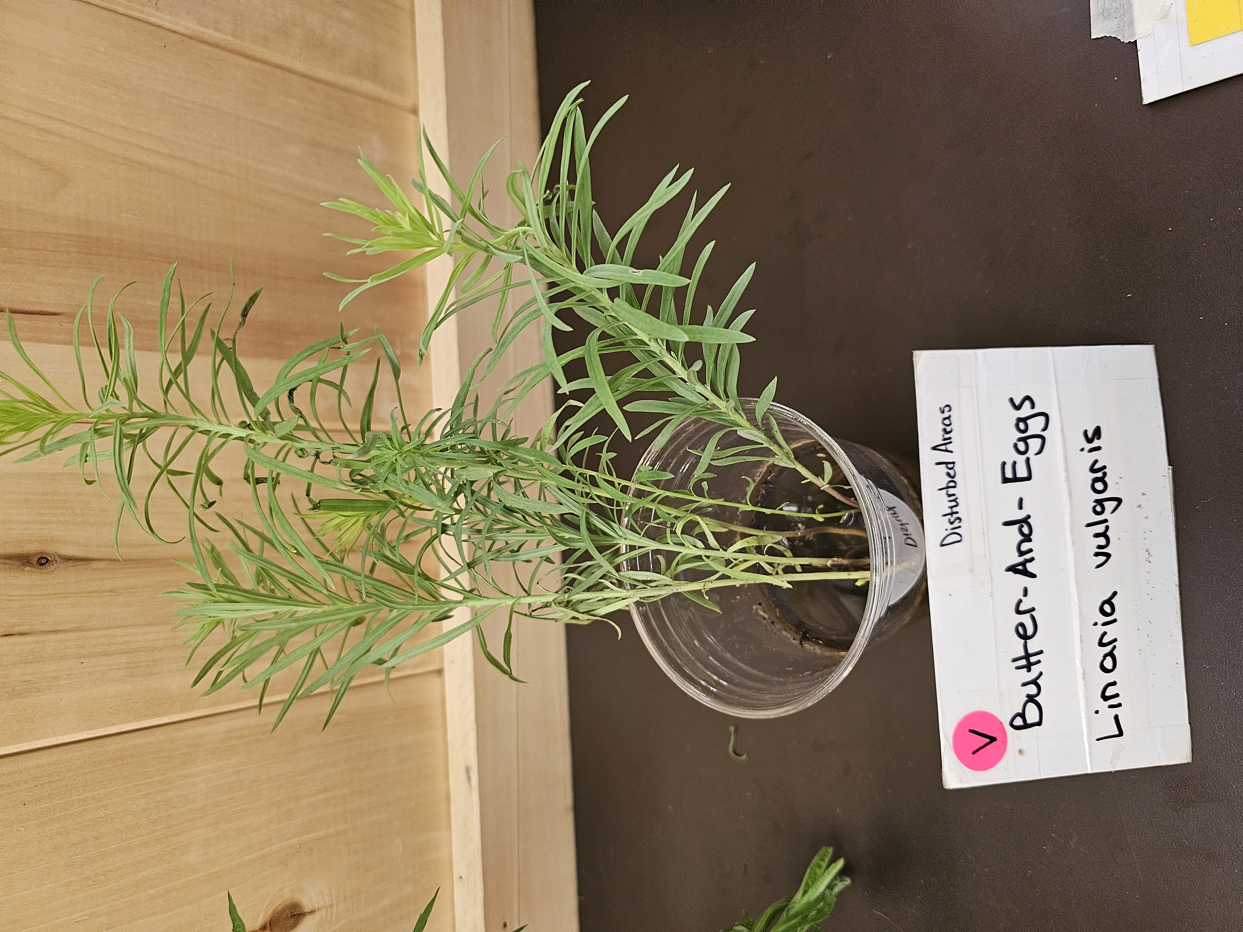 <p><em>Linaria vulgaris</em></p>