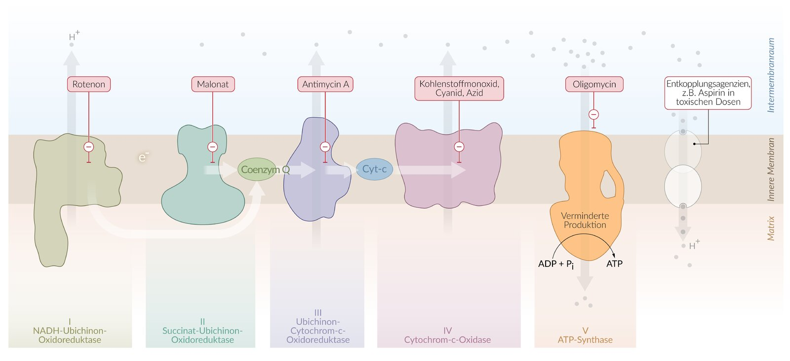 <p>E. Decrease of the H⁺ gradient across the inner mitochondrial membrane</p>