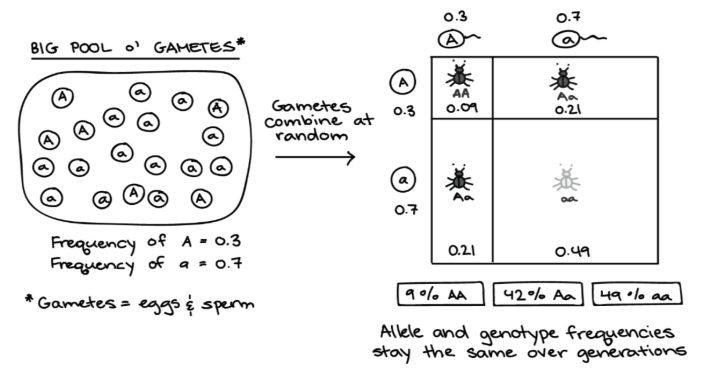 <p><span>A GENE POOL - consists of all the genes and their different alleles, present in a population of interbreeding individuals</span></p><p><span>Stable gene pools are:&nbsp;</span></p><ol><li><p><span>large gene pools&nbsp;</span></p></li><li><p><span>with random chances of mating</span></p></li><li><p><span>no selective pressure</span></p></li><li><p><span>not evolving</span></p></li></ol><p></p>