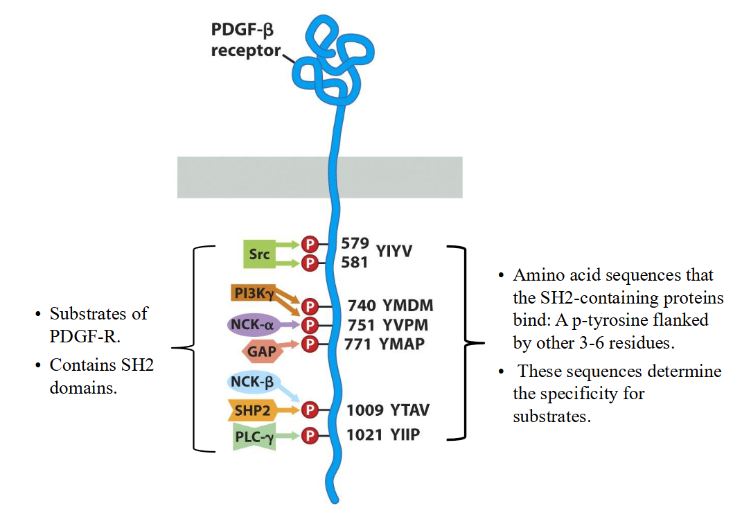<p>Explain attraction of signal-transduction proteins by phosphorylated receptors</p>