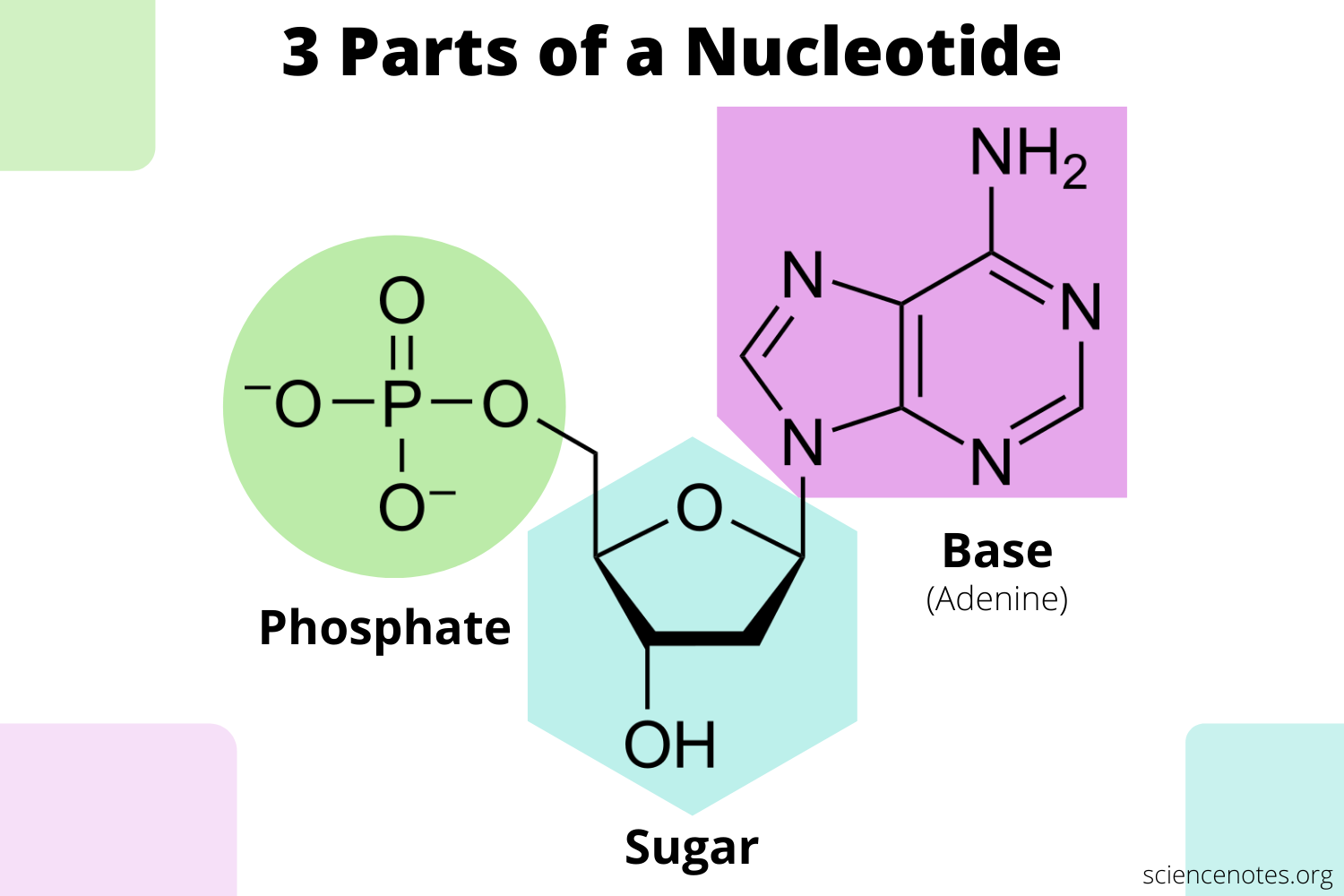 <p>Nitrogenous base, pentose sugar, and phosphate group.</p>