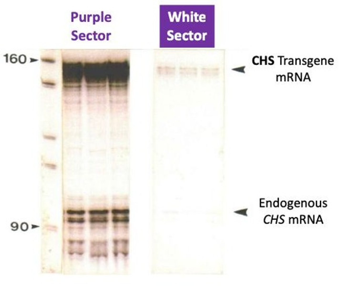 <p>anthrocyanin pigment gene in petunia</p><p>enzyme at start of biosynthetic pathway for anthocyanins</p>