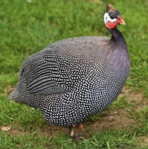 <p>What is the scientific name for guinea fowl?</p>