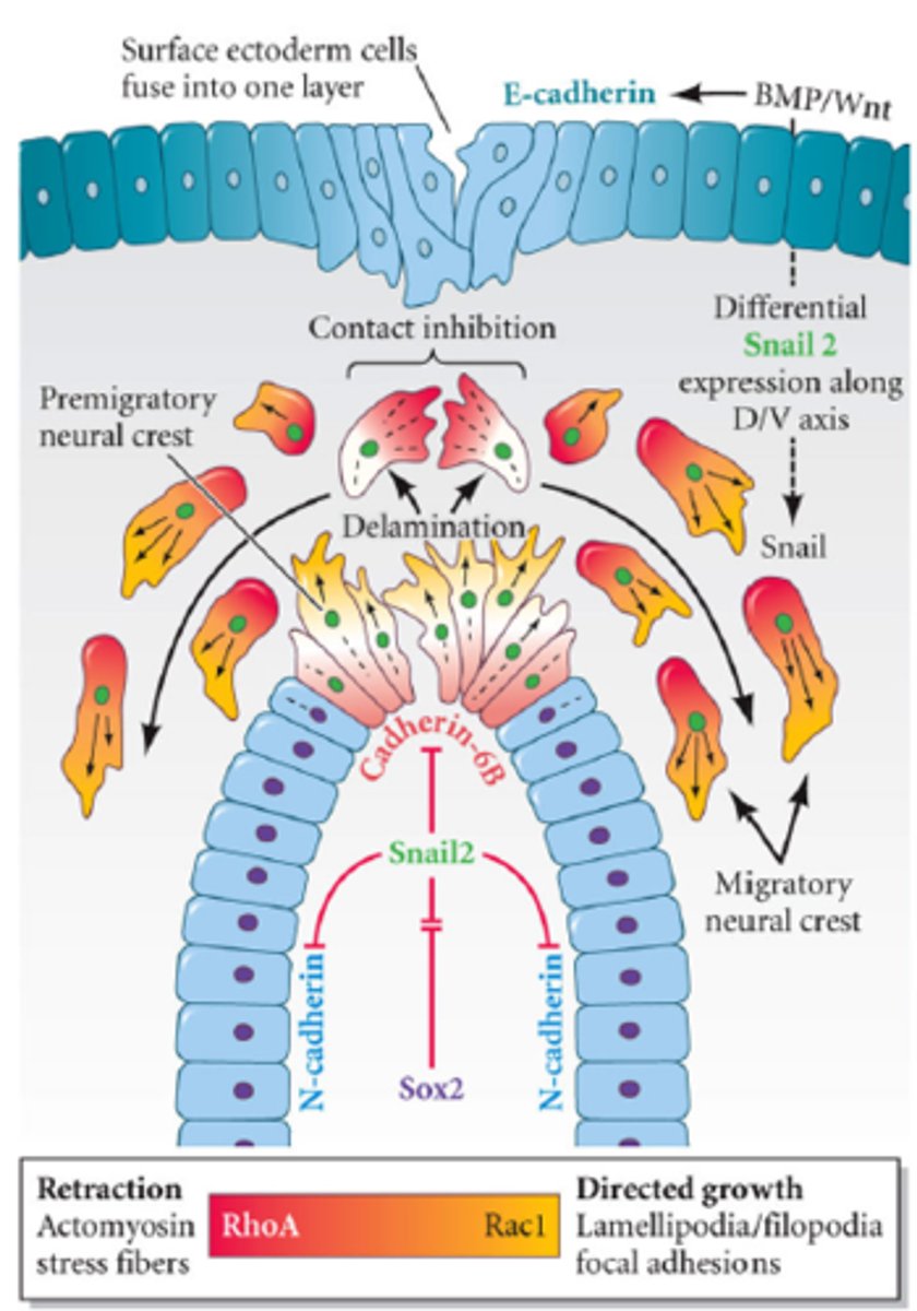 <p>Contact inhibition between cells expression E-cadherin (surface ectoderm), N-cadherin (neural tube) and cadherin-6B (top of neural tube, neural crest cells). Contact inhibition is facilitated by <strong>Sox2 </strong>and <strong>Snail2</strong> --&gt; cells can come apart and migrate.</p>