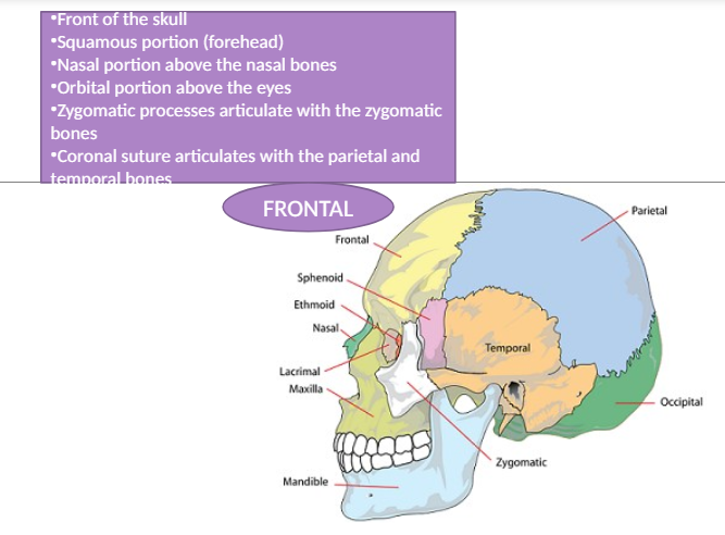 <p>The bone at the front of the skull that covers the frontal lobe of the brain and articulates with other bones like the parietal and temporal bones.</p>