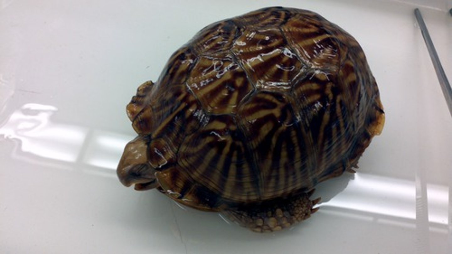 <p>Ornate Box Turtle</p>