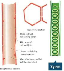 <ul><li><p>vascular tissue responsible for the transport of water and minerals through plants</p></li><li><p>composed of vessel elements which are elongated, hollow, dead cells</p></li><li><p>joining walls of these elements have broken down to leave continuous tubes</p></li><li><p>side walls are thickened with cellulose and strengthened with lignin to provide structural support for plants</p></li><li><p>contains tracheids - separate, dead cells connected by small holes called pits rather than combining to form true vessels</p></li></ul><p></p>