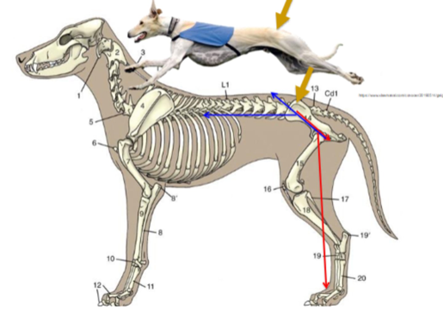 <p>Which joint is associated with the following?</p><p>-Transmit the weight of the trunk to the pelvic limbs when standing</p><p>-Drive the force of the limbs to the trunk in progression</p>