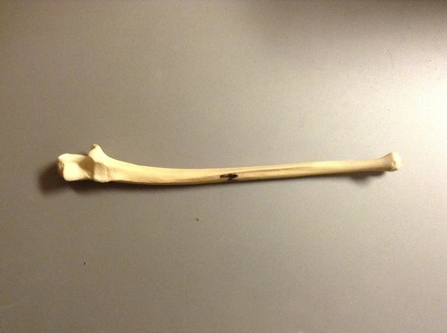 <p>ID bone</p>