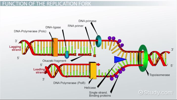 <p>This relaxes the supercoil at the replication fork</p>