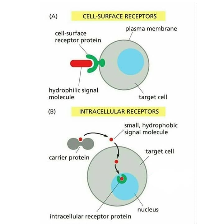 <ul><li><p>Intracellular receptors</p><ul><li><p>found inside the plasma membrane in the cytoplasm or nucleus</p></li><li><p>the signal molecule must cross the plasma membrane and therfore be hydrophobic</p></li></ul></li><li><p>plasma membrane receptors or cell surface receptors</p><ul><li><p>bind to water soluable ligands</p></li></ul></li></ul><p></p>
