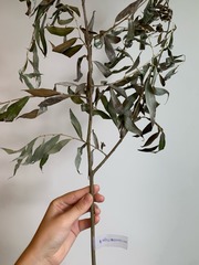 Salix alba