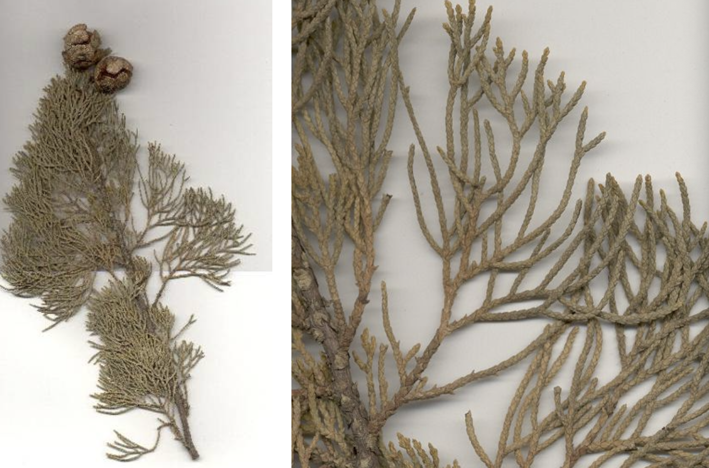 <p>Cupressus sempervirens</p>