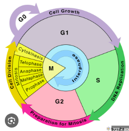 <p>mitotically active&nbsp;</p><ul><li><p>events related to DNA molecules going from one episode of cell division to the next </p></li><li><p><span>the series of events that a cell goes through as it grows and divides into two new daughter cells</span></p></li></ul><p></p>