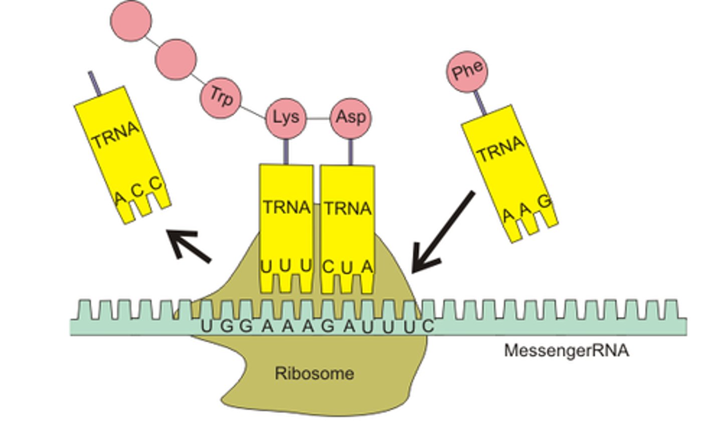 <p>- The 5' end of the mRNA molecule binds to a ribosome in the cytoplasm</p><p>- The ribosome reads the mRNA molecule until the start codon is reached, signalling the start of translation</p><p>- tRNA anticodons complementary to mRNA codons deliver corresponding amino acids to the ribosome, and each amino acid is added to the polypeptide chain via a peptide bond with an adjacent amino acid via a condensation reaction</p><p>-Once a stop codon is reached, translation is terminated and the polypeptide chain produced is released from the ribosome</p>