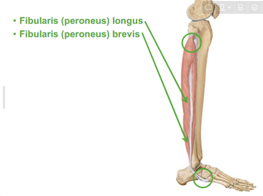 <ul><li><p>Fibularis (peroneus) longus</p></li><li><p>Fibularis (peroneus) brevis</p></li><li><p>will turn the foot away (eversion)</p></li></ul>