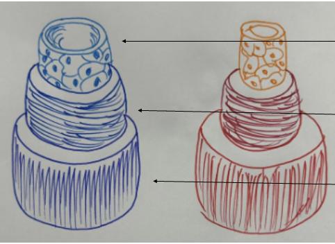 <p>Tunica intima: Innermost layer Consists of a single layer of Endothelial cells</p><p>Tunica media: Middle layer, smooth muscle cells arranged circularly around the vessel, Regulates blood flow with contraction or relaxation, comprised of 20-40 muscle cells in muscular arteries </p><p>Tunica adventitia: The outermost layer contains connective tissue and provides connection with the surrounding tissue. Has the vasa vasorum, which supplies nutrients to the vessels ( only for vessels that exceed 1mm in diameter) and has baroreceptors which Monitor stretch in blood vessel wall and detect changes in blood pressure</p>