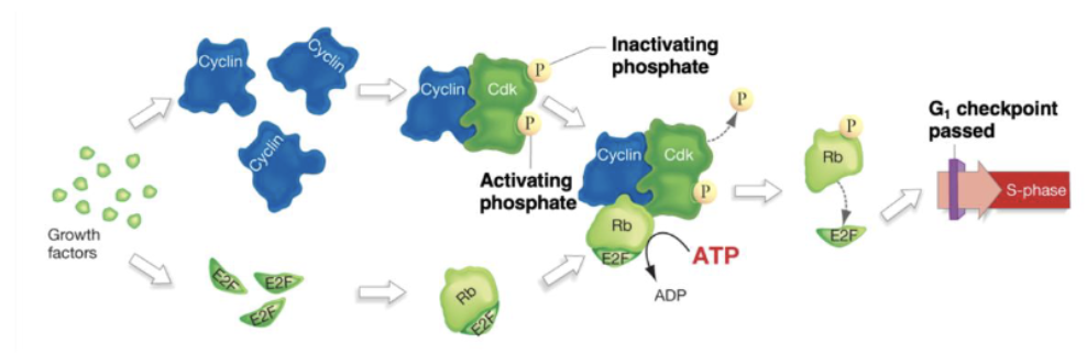 <p><span><span>Using your knowledge of the cell cycle and the following diagram, indicate which of the following will lead to formation of a tumor (uncontrolled cell division).<br>1. Ras with a GTP that cannot be hydrolyzed<br>2. Overexpression of MPF, the M-phase cyclin-Cdk<br>3. Nonfunctional E2F protein<br>4. Under-expression of G1 cyclin<br>5. Nonfunctional Rb protein<br>A. 2, 3, 4 only<br>B. 2 and 5 only<br>C. 1, 2, 5 only<br>D. 1 and 5 only<br>E. 1, 2, 3, 4, 5</span></span></p>