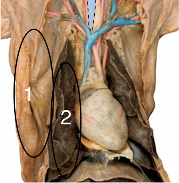 <p>covers the lungs<br>(number 2)</p>