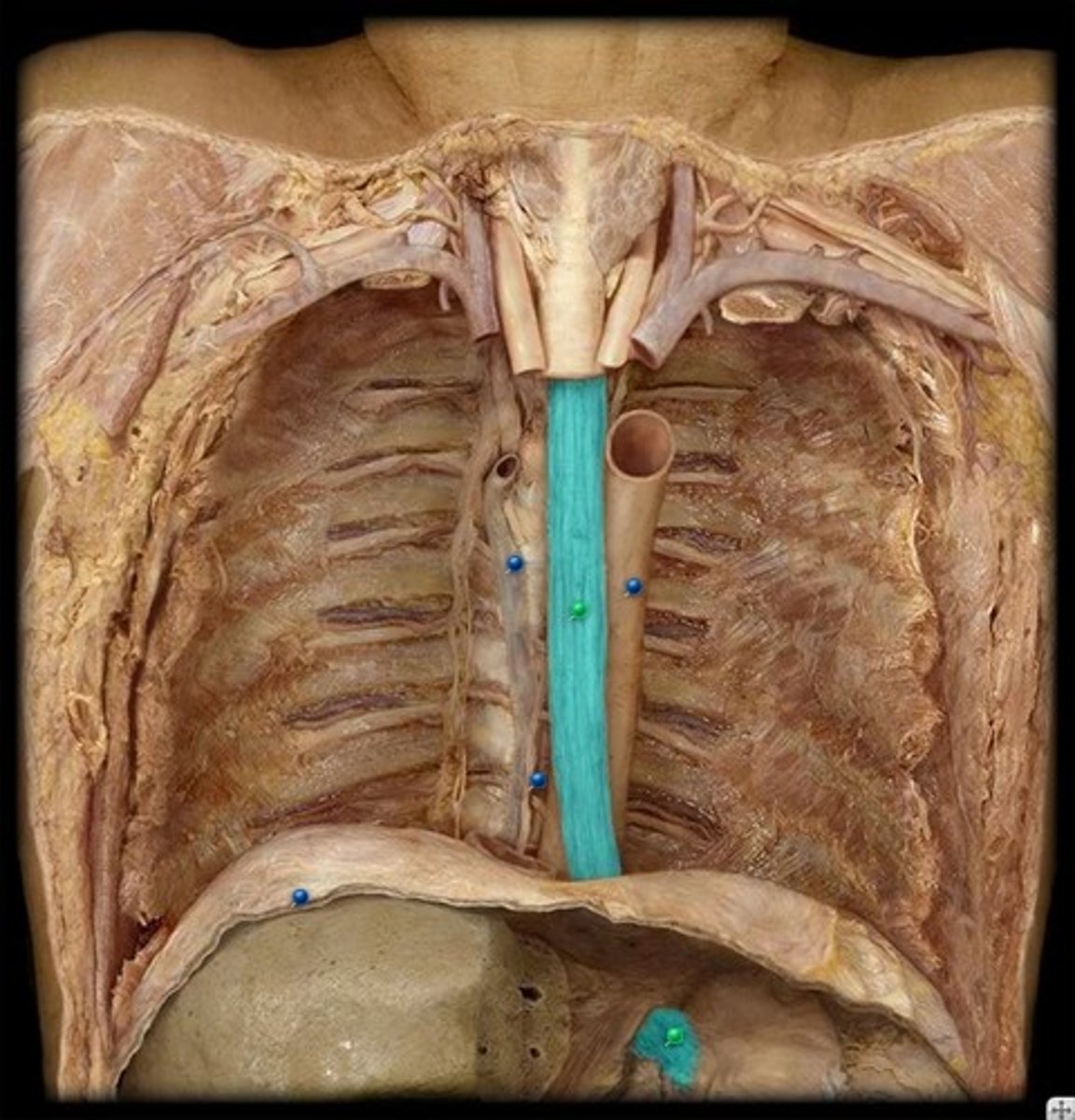 <p>Structure</p><p>- In the middle of the body below the aorta</p><p>- In the chest cavity</p>
