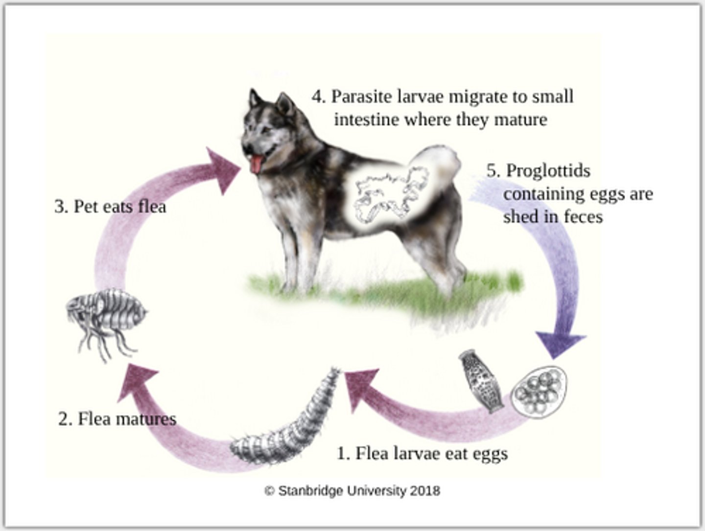 knowt flashcard image