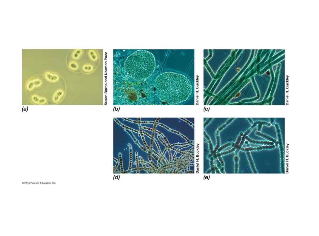 <ul><li><p>Morphologically diverse, typically larger than other bacteria.</p></li><li><p>Can either be unicellular, filamentous, or branching filamentous.</p></li><li><p>Some form heterocysts.</p></li></ul>