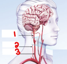 <p>Label the crossed-out structures on this image and specify which side it is on.&nbsp;</p>