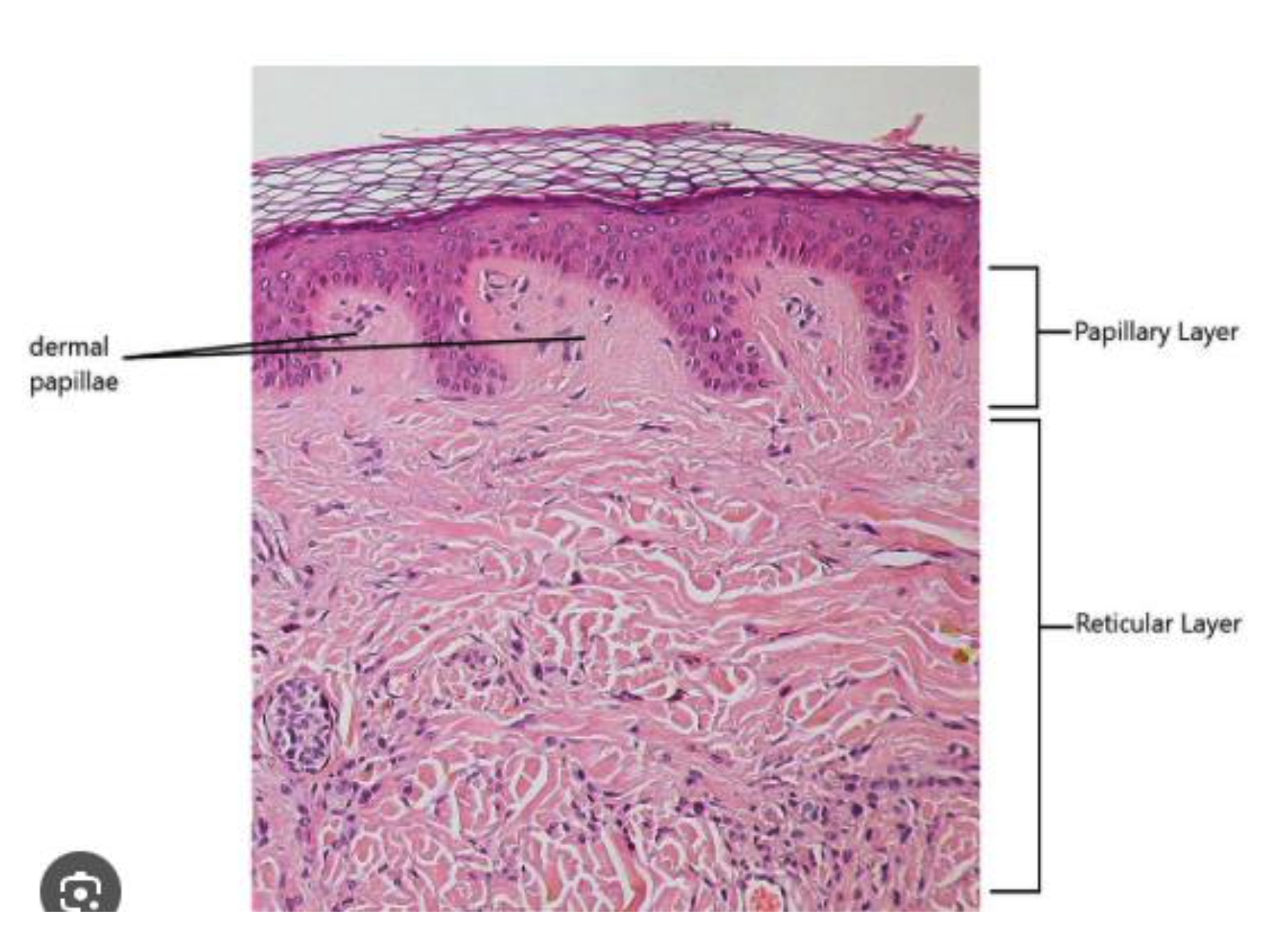 <p>Describe the different layers of the dermis?</p>